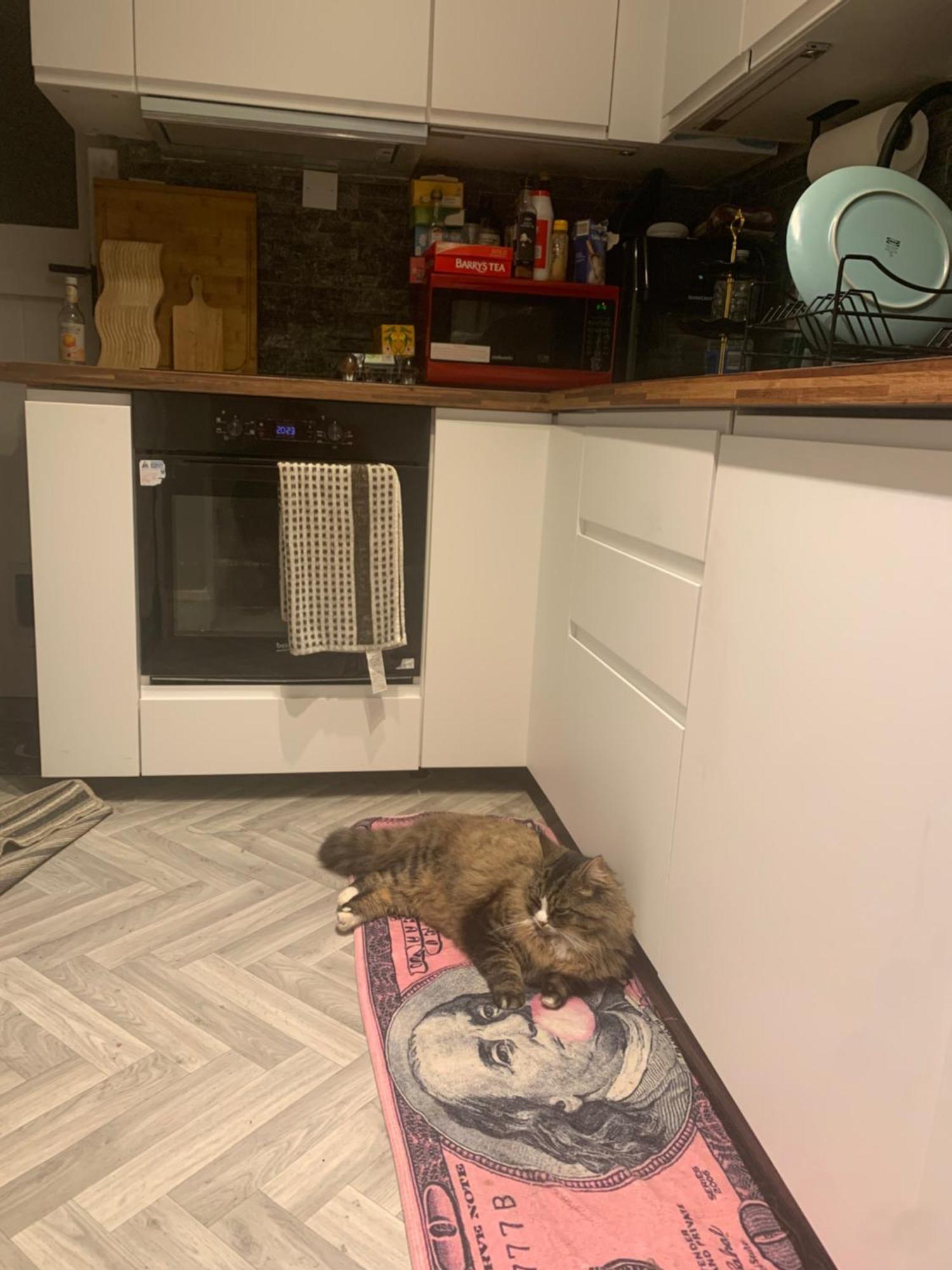 Wake Up With 2 Cats On Your Face Dublin Bagian luar foto
