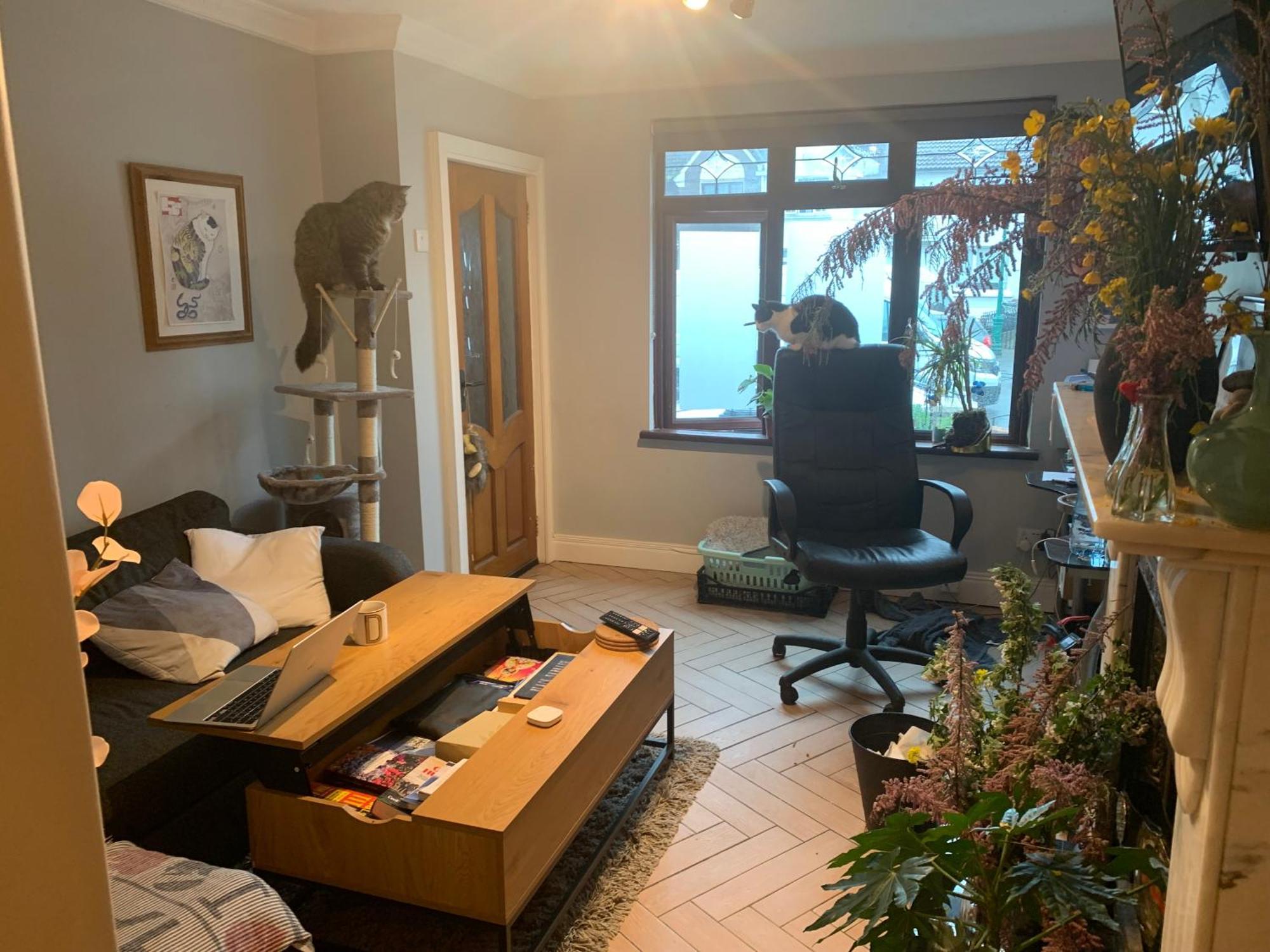 Wake Up With 2 Cats On Your Face Dublin Bagian luar foto