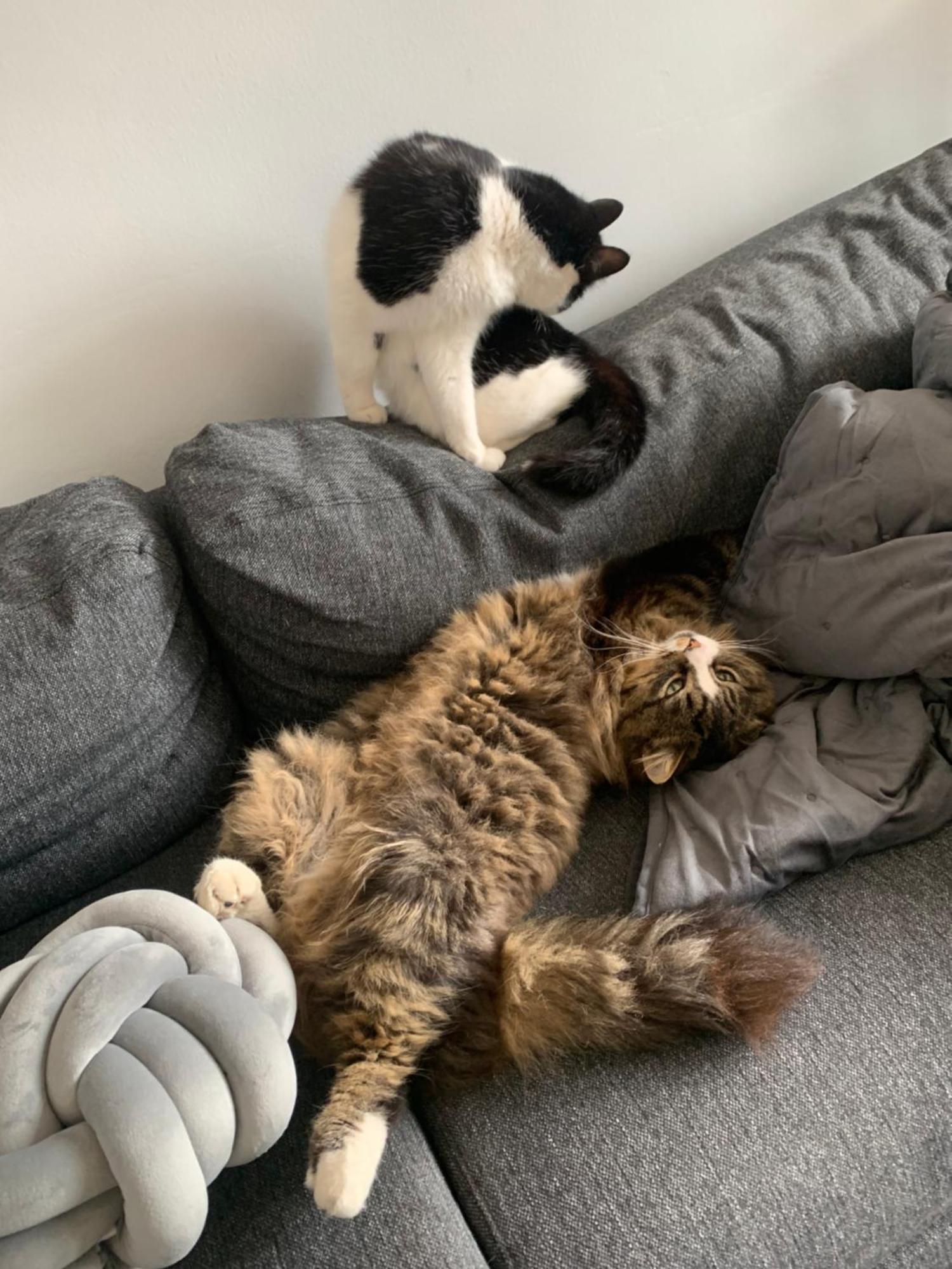 Wake Up With 2 Cats On Your Face Dublin Bagian luar foto
