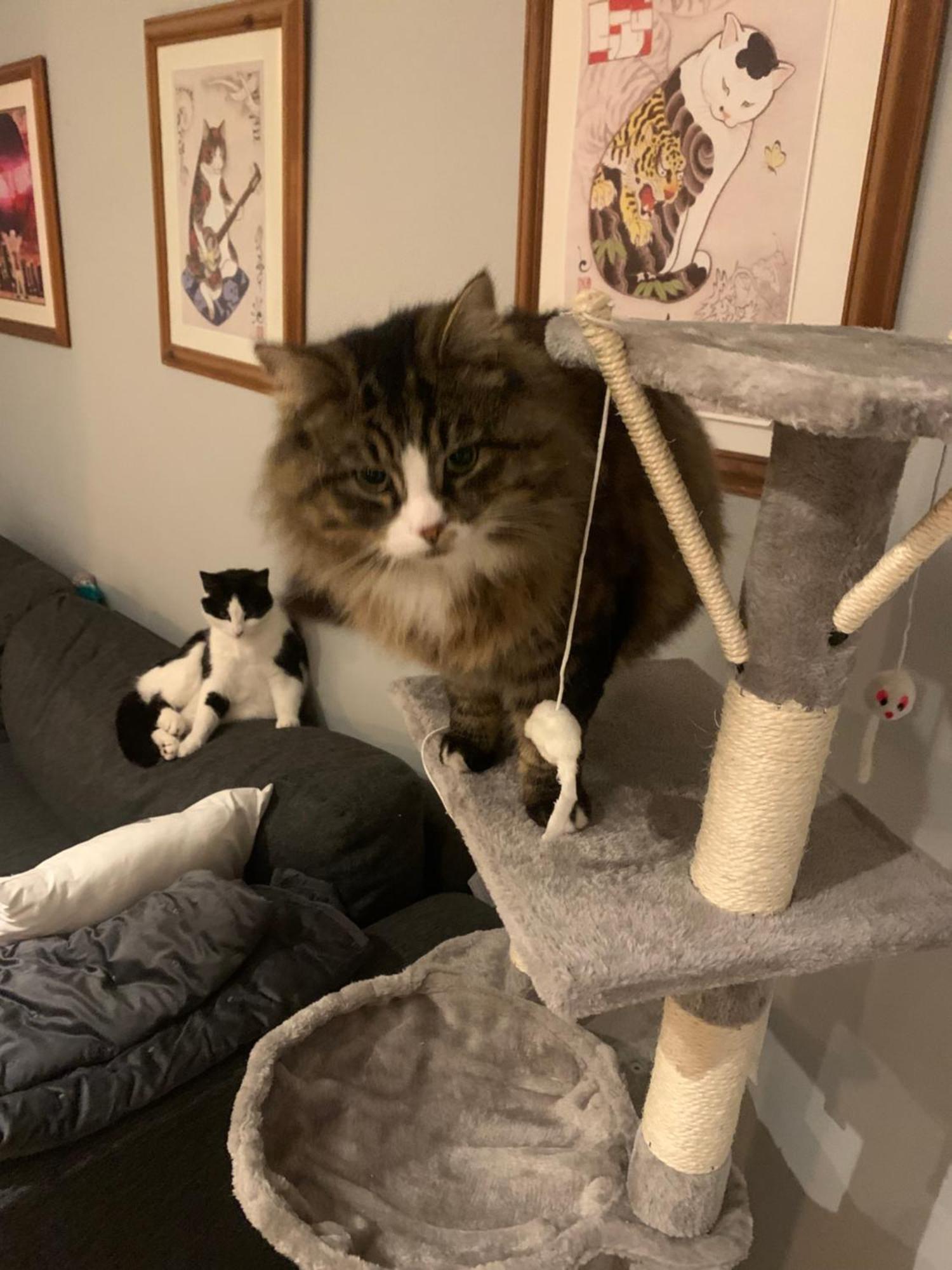 Wake Up With 2 Cats On Your Face Dublin Bagian luar foto