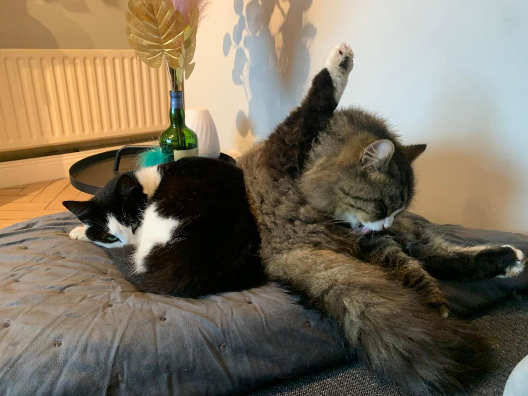 Wake Up With 2 Cats On Your Face Dublin Bagian luar foto